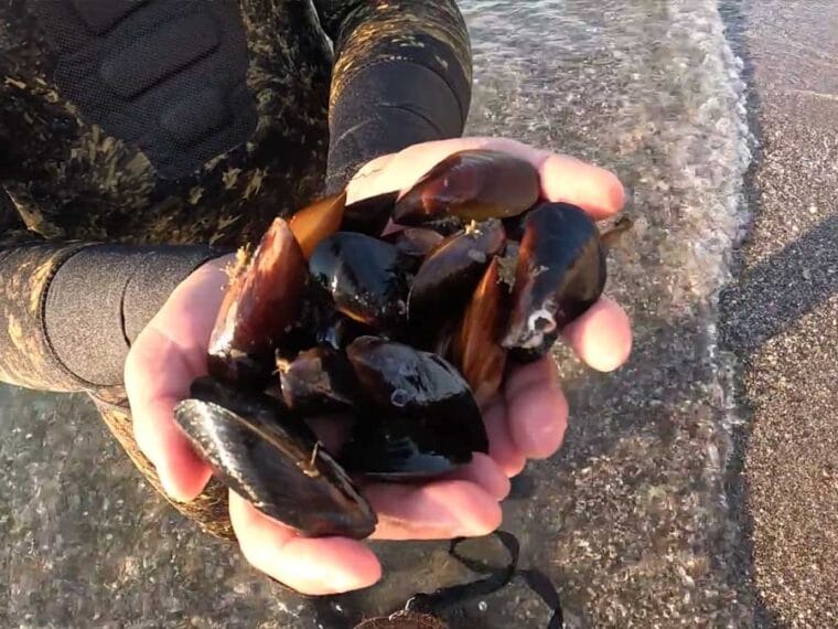 У Чорному морі завершилася заборона на вилов мідій: скільки можна добути за добу