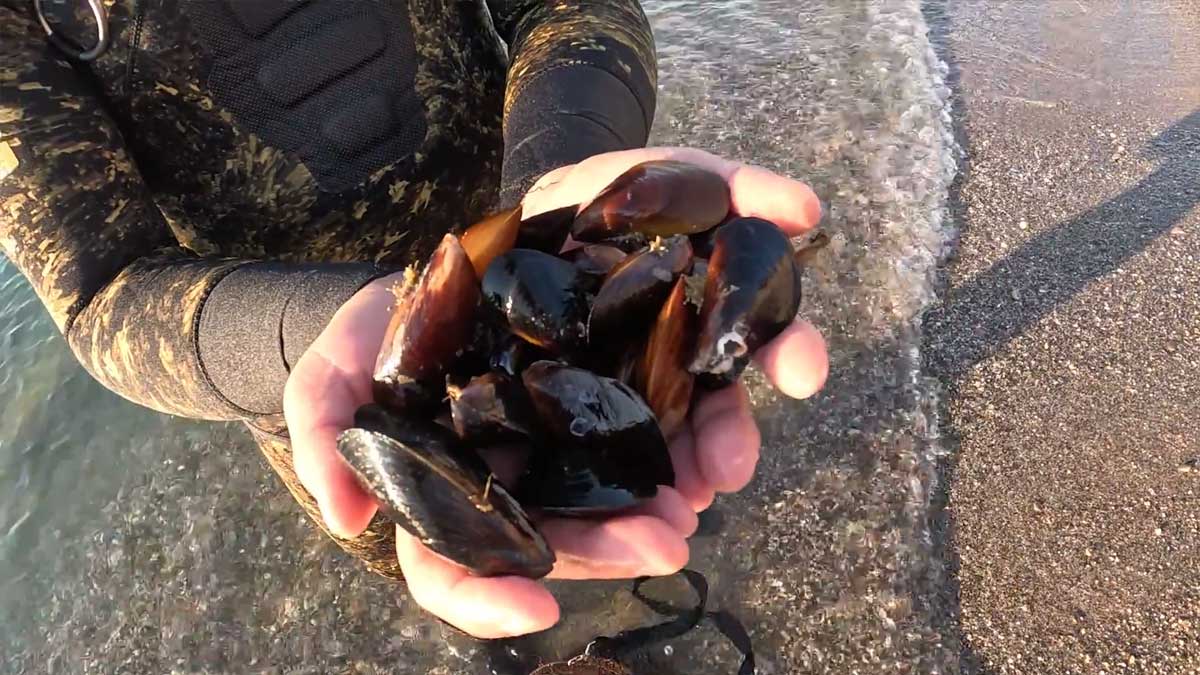 У Чорному морі завершилася заборона на вилов мідій: скільки можна добути за добу