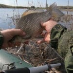 Донная оснастка Ракушка: как поймать трофейного карпа, сазана и амура на запрессованном водоеме