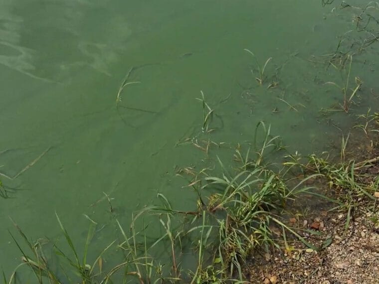 Як ловити рибу в серпні, якщо зацвіла вода: 3 способи