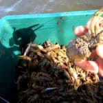 Чому риба бере прикормку, але не засікається: як змусити спрацювати донну оснастку