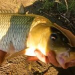 На что ловить карася осенью по холодной воде: 5 уловистых насадок и рабочий лайфхак