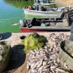 На Дніпропетровщині браконьєри наловили риби на понад 300 тисяч гривень