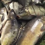 Заборона закінчується 30 вересня: коли з 1 жовтня можна ловити раків і де це все одно заборонено