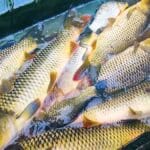 Кукурудзяна мастирка на сазана та коропа: рецепт для ловлі у вересні