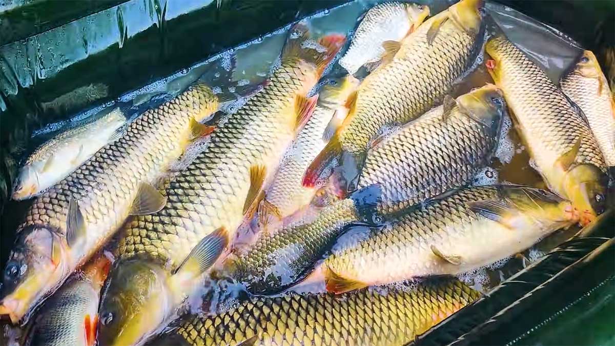 Кукурудзяна мастирка на сазана та коропа: рецепт для ловлі у вересні