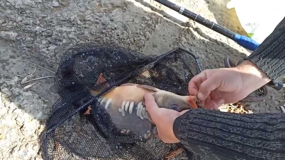 Кукурузное тесто на карася, карпа и леща: легкий рецепт для осени