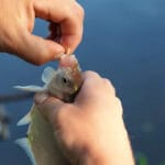 Уловистый осенний монтаж на карася и леща: снасть, которая никогда не путается