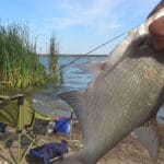 Ловля ляща на фідер у вересні: тактика та оснастка для водосховища