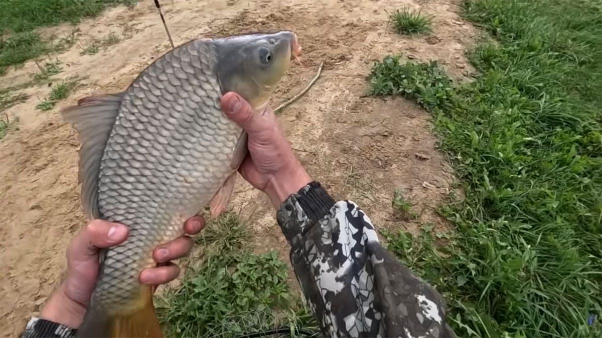 Оснащення макушатник із флэт-годівницею для осінньої ловлі великого коропа
