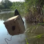 Чому яскраві поп-апи не працюють на дикій водоймі: як правильно подати насадку амурові та сазану