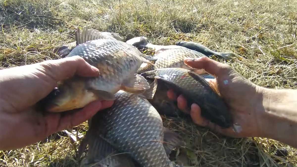 На що ловити карася восени: перевірені насадки для холодної води