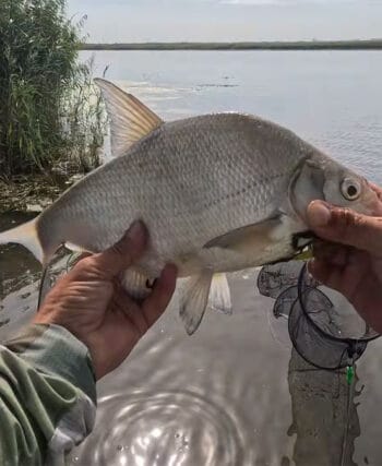 Після дощів вода піднялася: де тепер шукати рибу на річці