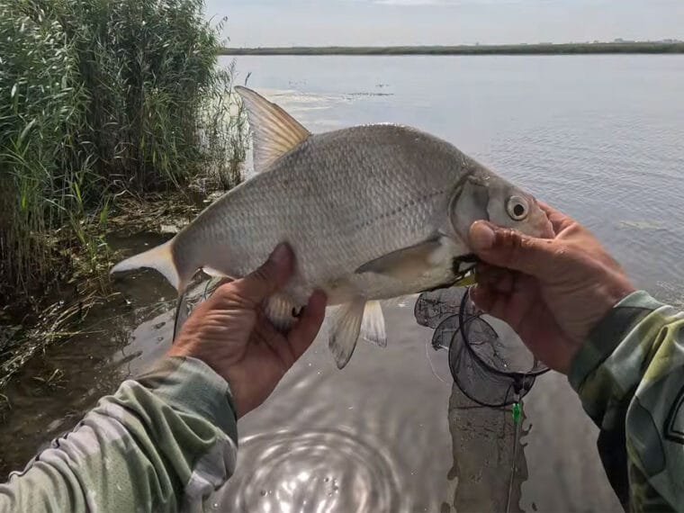 Після дощів вода піднялася: де тепер шукати рибу на річці
