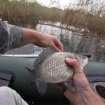 Плаваюча сирно-часникова насадка на карася та сазана - рецепт для осінньої риболовлі