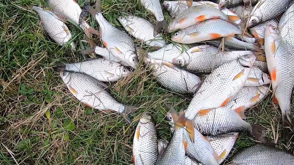 Плітка у вересні: як змінюється клювання та що робити рибалц