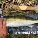 На Дніпропетровщині браконьєри наловили риби на понад 300 тисяч гривень