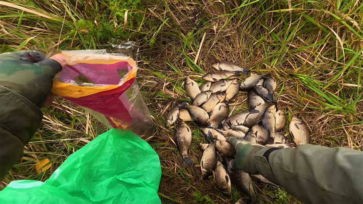 Ловля карася осенью на сплитшот: сборка оснастки и секреты проводки