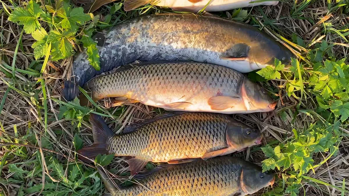 Працює навіть перед заморозками: як правильно ставити макушатник для осінньої ловлі сазана
