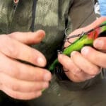 Затемнення прикормки на карася в жовтні: робоча суміш для прозорої води